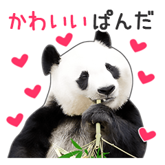 Cute Panda Photo sticker
