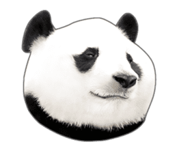 Cute Panda Photo sticker sticker #14948214
