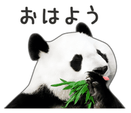 Cute Panda Photo sticker sticker #14948215
