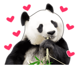 Cute Panda Photo sticker sticker #14948216