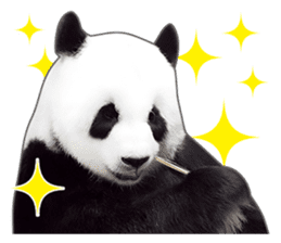 Cute Panda Photo sticker sticker #14948217