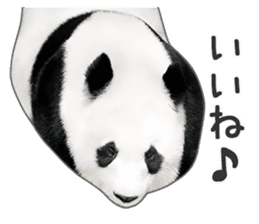 Cute Panda Photo sticker sticker #14948218