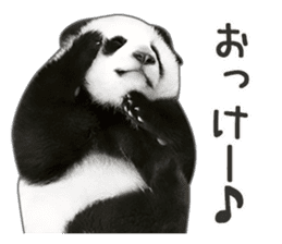 Cute Panda Photo sticker sticker #14948219
