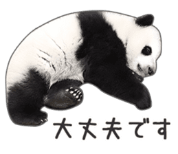 Cute Panda Photo sticker sticker #14948220