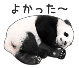 Cute Panda Photo sticker sticker #14948221