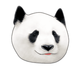 Cute Panda Photo sticker sticker #14948222