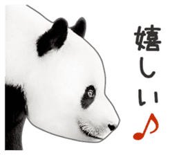 Cute Panda Photo sticker sticker #14948223