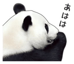 Cute Panda Photo sticker sticker #14948226