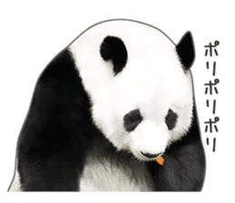 Cute Panda Photo sticker sticker #14948227