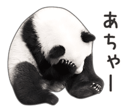 Cute Panda Photo sticker sticker #14948228