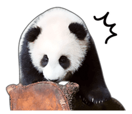 Cute Panda Photo sticker sticker #14948229