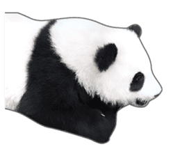 Cute Panda Photo sticker sticker #14948231