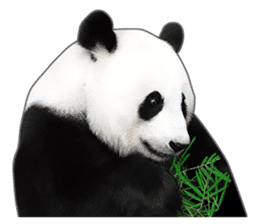 Cute Panda Photo sticker sticker #14948232