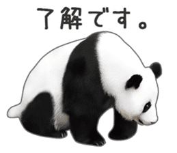 Cute Panda Photo sticker sticker #14948233