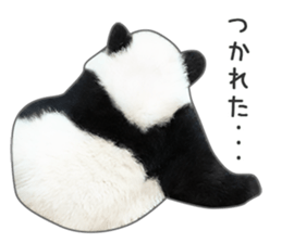 Cute Panda Photo sticker sticker #14948234