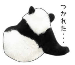 Cute Panda Photo sticker sticker #14948234