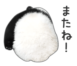 Cute Panda Photo sticker sticker #14948235