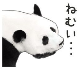 Cute Panda Photo sticker sticker #14948236