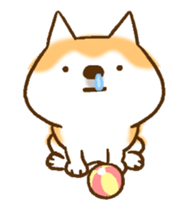 Shiba Inu Dog Shinbe 3 sticker #14949323