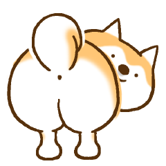 Shiba Inu Dog Shinbe 3