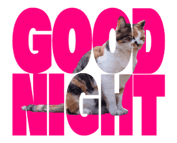 Cats In Alphabet(animation photo) sticker #14950487
