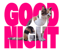 Cats In Alphabet(animation photo) sticker #14950487