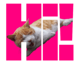 Cats In Alphabet(animation photo) sticker #14950488