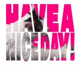 Cats In Alphabet(animation photo) sticker #14950490
