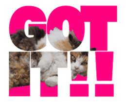Cats In Alphabet(animation photo) sticker #14950491