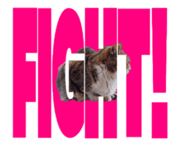 Cats In Alphabet(animation photo) sticker #14950495