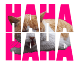 Cats In Alphabet(animation photo) sticker #14950496