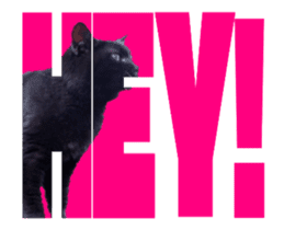 Cats In Alphabet(animation photo) sticker #14950497