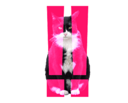 Cats In Alphabet(animation photo) sticker #14950498