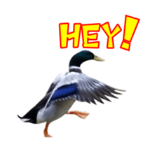 Real Bird E sticker #14950622