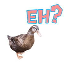 Real Bird E sticker #14950627