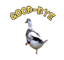 Real Bird E sticker #14950629