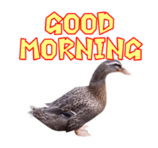 Real Bird E sticker #14950644