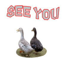 Real Bird E sticker #14950645
