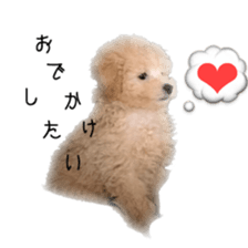 toypoodle coco sticker #14951404