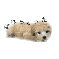 toypoodle coco sticker #14951412