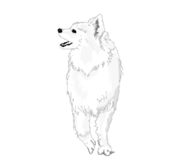 SAMOYED LOVE 2 sticker #14955322