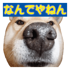 A-chan of Shibainu 8(No way!)