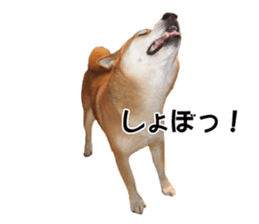 A-chan of Shibainu 8(No way!) sticker #14958030