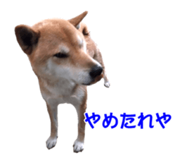 A-chan of Shibainu 8(No way!) sticker #14958035