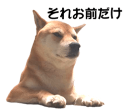 A-chan of Shibainu 8(No way!) sticker #14958038