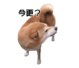A-chan of Shibainu 8(No way!) sticker #14958040