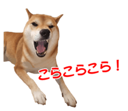 A-chan of Shibainu 8(No way!) sticker #14958041
