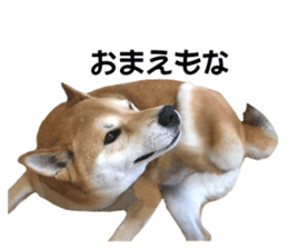 A-chan of Shibainu 8(No way!) sticker #14958042