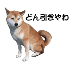 A-chan of Shibainu 8(No way!) sticker #14958046
