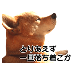 A-chan of Shibainu 8(No way!) sticker #14958047